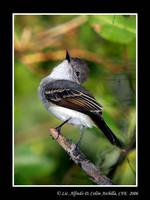 Puerto Rican Flycatcher - Myiarchus antillarum