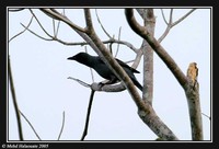 Cicadabird - Coracina tenuirostris