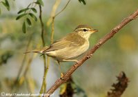 Arctic Warbler - Phylloscopus borealis