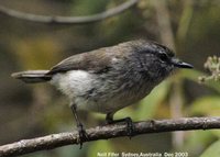Brown Gerygone - Gerygone mouki