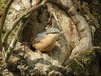 Eurasian Nuthatch - Sitta europaea