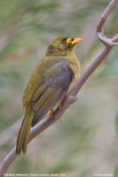 Bell Miner - Manorina melanophrys