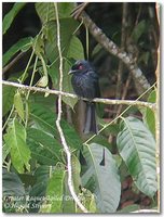 Greater Racket-tailed Drongo - Dicrurus paradiseus