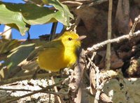 Golden Vireo - Vireo hypochryseus