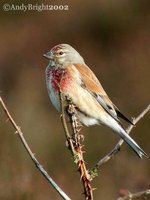 Eurasian Linnet - Carduelis cannabina