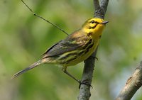 Prairie Warbler - Dendroica discolor