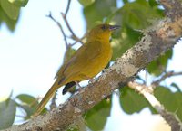 Olive-green Tanager - Orthogonys chloricterus