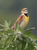 Dickcissel - Spiza americana