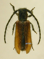 큰하늘소 - Sophronica obrioides