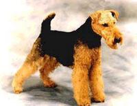 Welsh Terrier