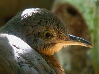 Little Tinamou