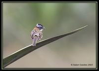 Rufous-collared Sparrow