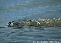 Blainville's Beaked Whale - Mesoplodon densirostris
