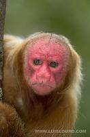 Uakari Monkey