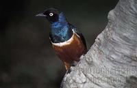 Superb Starling ( Lamprotornis superbus ) , Lake Baringo , Kenya stock photo