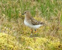 Little stint Calidris     minuta.