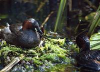 A pair of little grebes.