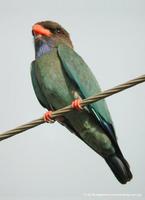 Dollarbird Eurystomus orientalis