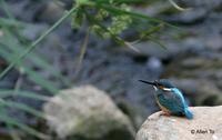 普通翠鳥  	Common Kingfisher  	Alcedo atthis