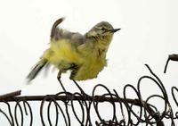 ...Sometimes they pose, sometimes they don't! - Yellow Wagtail at Monkmoor 6th June 2005 by Paul Ki