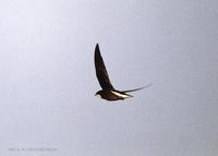 바늘꼬리칼새 White-throated needle-tailed Swift Chaetura caudacuta