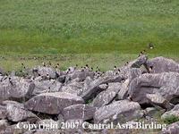 Rose-colored Starlings at their nesting site