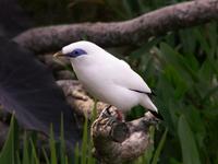 Bali Mynah