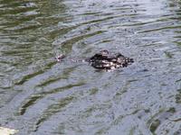 American Alligator