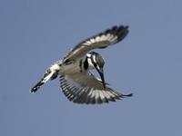 Pied Kingfisher (Ceryle rudis)