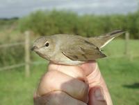 Garden Warbler (Sylvia borin), 1K