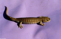 : Ambystoma maculatum; Spotted Salamander