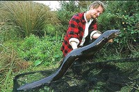 (New Zealand) Longfinned Eel Anguilla dieffenbachii