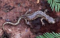 : Aneides vagrans; Wandering Salamander