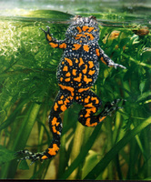 : Bombina bombina; Fire-Bellied Toad