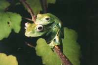: Boophis elenae; Elena's Treefrog