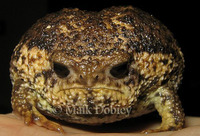 : Breviceps gibbosus; Giant Rain Frog