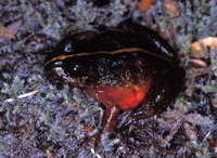 : Eupsophus emiliopugini
