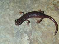 : Hydromantes brunus; Limestone Salamander