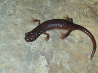 : Hydromantes brunus; Limestone Salamander