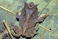 : Proceratophrys melanopogon