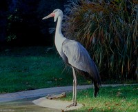 : Bugeranus carunculatus; Wattled Crane