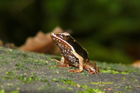: Rana warszewitschii; Brilliant Forest Frog