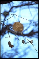 : Pseudonigrita cabanisi; Black-capped Social Weaver