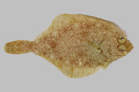 : Lepidopsetta bilineata; Rock Sole