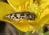 : Acmaeodera hepburni