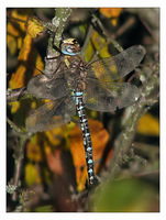 : Aeshna mixta; Migrant Hawker