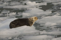 : Enhydra lutris; Sea otter