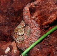 : Bothriechis schlegelii; Eyelash Viper