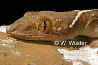 : Gekko vittatus; Lined Gecko