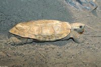 : Malacochersus tornieri; Pancake Tortoise